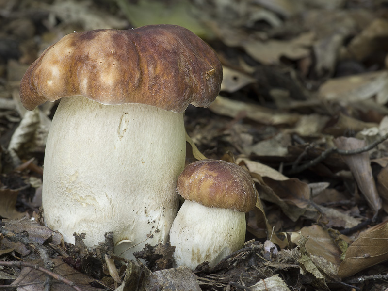 Boletus reticulatus